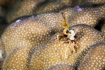 A picture of a strange crab