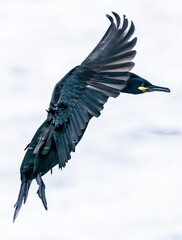 European Shag bird in flight