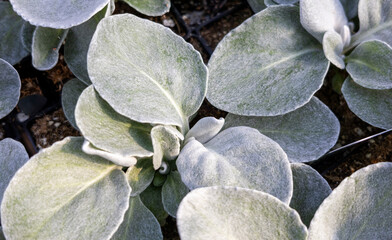 Closeup of the soft grey fuzzy leaves of a seedling Senecio Angel Wings plant.