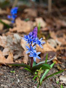 Scilla bifolia - the alpine squillor two-leaf squill, is a herbaceous perennial plant growing from an underground bulb, Ukraine