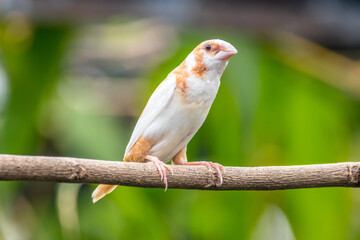 The true finches are small to medium-sized passerine birds in the family Fringillidae.