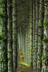 Aligned Pines in Forest. Coniferous Trees with Green Foliage in an Eco-Friendly Grove
