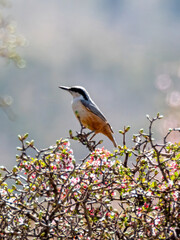 Western rock nuthatch