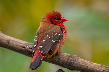 The red avadavat, red munia or strawberry finch, is a sparrow-sized bird of the family Estrildidae. It is found in the open fields and grasslands of tropical Asia and is popular as a cage bird