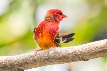 The red avadavat, red munia or strawberry finch, is a sparrow-sized bird of the family Estrildidae. It is found in the open fields and grasslands of tropical Asia and is popular as a cage bird