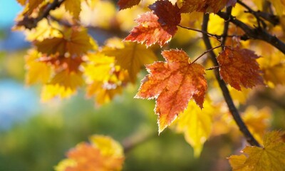 Naklejka na ściany i meble autumn leaves on a tree