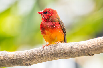 The red avadavat, red munia or strawberry finch, is a sparrow-sized bird of the family Estrildidae....