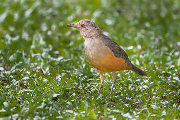 Brazilian Savannah Bird
The birds of Brazil are very beautiful and have many colors.