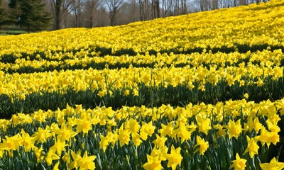 Fototapeta premium field of yellow tulips