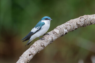 Brazilian Savannah Bird
The birds of Brazil are very beautiful and have many colors.