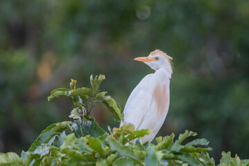 Brazilian Savannah Bird
The birds of Brazil are very beautiful and have many colors.