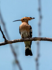 Eurasian hoopoe