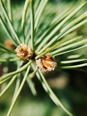 Coniferous little cones close -up