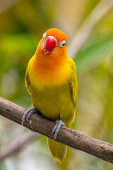 A lovebird (Agapornis) is a type of parrot. There are nine species. They are a social and affectionate small parrot.