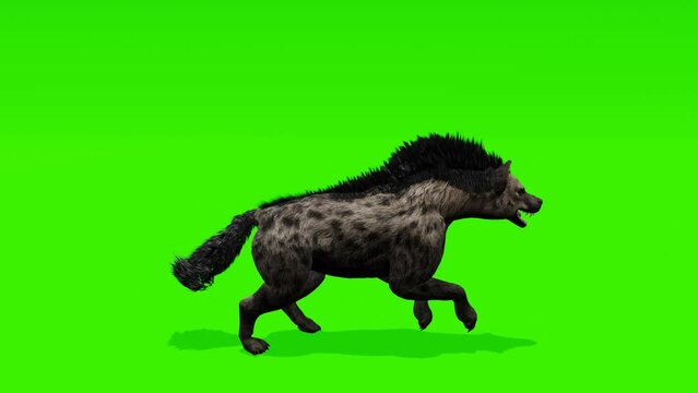 Continuous loop: Captivating scene of a hyena running gracefully against a lush green backdrop, ideal for creating captivating visual content.