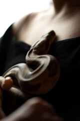 A snake on the girl's neck
A boa constrictor on a human body