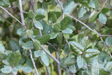 Smooth Coast Live Oak, Quercus Agrifolia Variety Agrifolia, a gorgeous native monoecious tree...