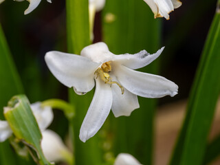 Naklejka premium White Crab Spider Laying in Wait in a Hyacinth Flower