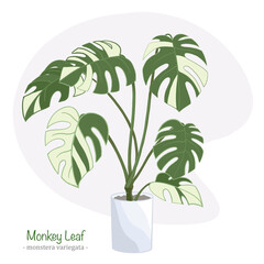 illustration of a variegated monkey leaf plant in a pot