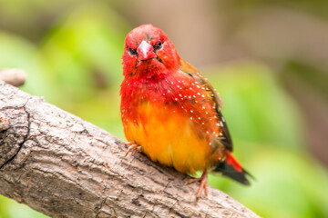 The red avadavat, red munia or strawberry finch, is a sparrow-sized bird of the family Estrildidae. It is found in the open fields and grasslands of tropical Asia and is popular as a cage bird