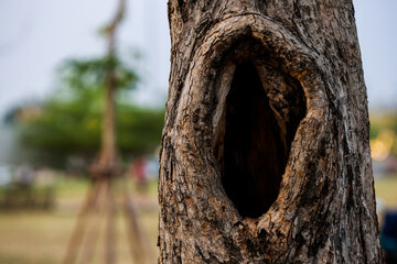 Big hole in the trunk of an old tree - obrazy, fototapety, plakaty