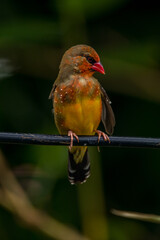 The red avadavat, red munia or strawberry finch, is a sparrow-sized bird of the family Estrildidae. It is found in the open fields and grasslands of tropical Asia and is popular as a cage bird due to 