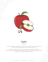 Apple -Malus illustration wall decor ideas