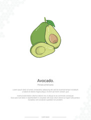 Avocado - Persea americana illustration wall decor ideas