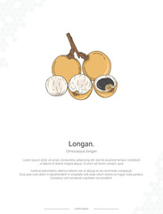 Longan - Dimocarpus longan illustration wall decor ideas