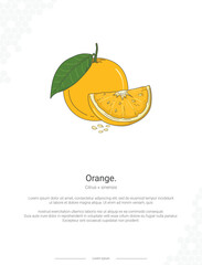 Orange - Citrus × sinensis illustration wall decor ideas
