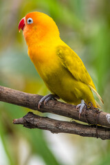 A lovebird (Agapornis) is a type of parrot. There are nine species. They are a social and affectionate small parrot.