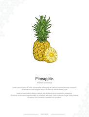 Pineapple - Ananas comosus illustration wall decor ideas