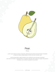 Pear - Pyrus illustration wall decor ideas