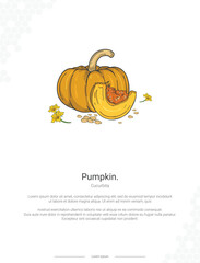 Pumpkin - Cucurbita illustration wall decor ideas