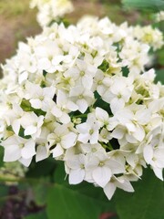 Fototapeta premium white lilac flowers