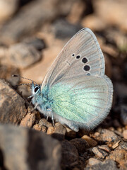 Green underside blue