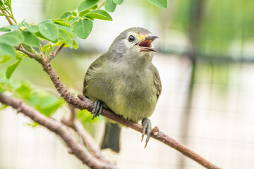 The Javan white-eye (Zosterops flavus) is a bird species in the family Zosteropidae that occurs in Java and Borneo