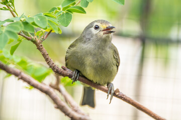 The Javan white-eye (Zosterops flavus) is a bird species in the family Zosteropidae that occurs in Java and Borneo