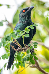 The Asian glossy starling (Aplonis panayensis) is a species of starling in the family Sturnidae. It is found in Bangladesh, Brunei, India, Indonesia