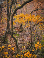 Fall view in forest with bare branches and trees with bright yellow leaves on rainy day; forest floor covered with fallen leaves