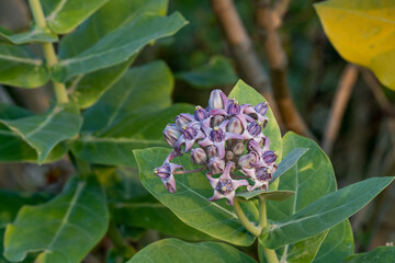 alotropis gigantea, purple flowers in garden