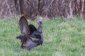 Eastern Wild Turkeys