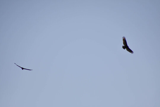 2 turkey vultures in flight