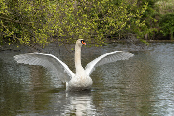 Portrait of an adult mute swan (Cygnus olor) with spread wings taken in spring in its natural habitat - 778422677