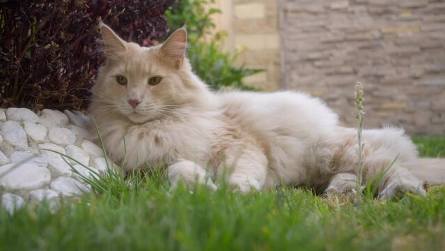 Maine Coon Relaxing in the Garden.