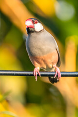 The Java sparrow (Lonchura oryzivora), also known as Java finch, Java rice sparrow or Java rice bird, is a small passerine bird
