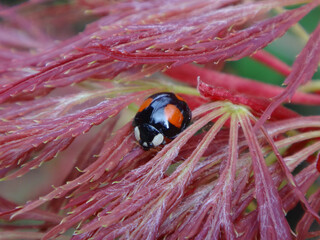 Harlequin ladybird beetle, also known as multicoloured Asian lady beetle, (Harmonia axyridis f....
