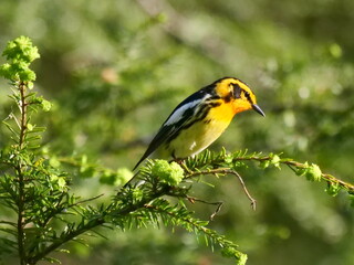 Blackburnian Warbler