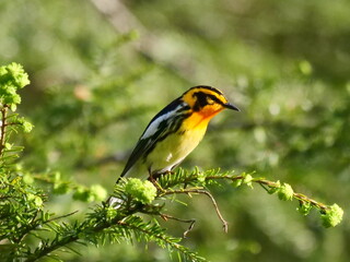 Blackburnian Warbler