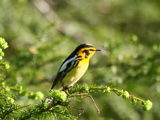 Blackburnian Warbler